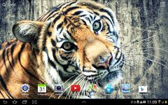 Tiger Live Wallpaper capture d'écran apk 4