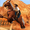 imagen horse adventure travel 0mini comments