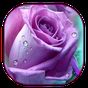 APK-иконка пурпурной розы живые обои