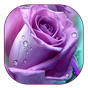 APK-иконка пурпурной розы живые обои