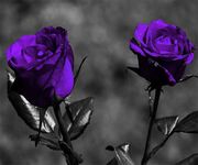 Purple Rose Live Wallpaper image 1