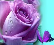 Purple Rose Live Wallpaper image 