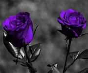 Картинка 5 пурпурной розы живые обои