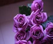 Картинка 2 пурпурной розы живые обои