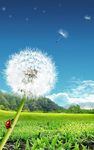 Dandelion Live Wallpaper image 7