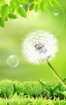 Dandelion Live Wallpaper image 6