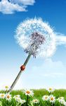 Dandelion Live Wallpaper image 5