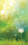 Dandelion Live Wallpaper image 1