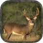 APK-иконка Whitetail Hunting Calls