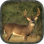 Whitetail Hunting Calls APK