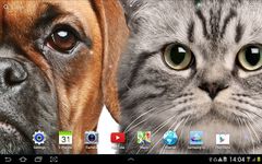 Cat Live Wallpaper screenshot apk 1