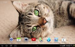 Cat Live Wallpaper screenshot apk 7