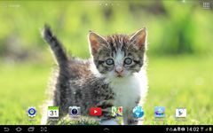 Cat Live Wallpaper screenshot apk 6