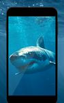 Haifisch HD Hintergrundbilder Bild 2
