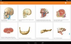 Sobotta Anatomy Atlas obrazek 4