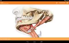 Sobotta Anatomie Atlas Bild 2