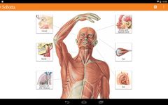 Sobotta Anatomie Atlas Bild 6