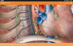 Sobotta Anatomie Atlas Bild 5