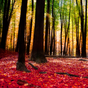 Ikon Autumn Landscape Wallpaper