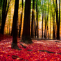 Icona Autumn Landscape Wallpaper