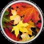 Autumn Live Wallpaper APK