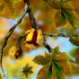 Autumn Leaves in HD Gyro 3D XL  Parallax Wallpaper APK