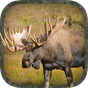 Moose Hunting Calls apk icon
