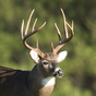 Biểu tượng Whitetail Deer Calls