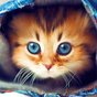 Ikon apk Gambar Animasi Kucing Bergerak