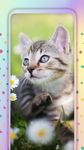 かわいい猫 ライブ壁紙 の画像10