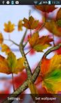 Autumn Leaves in HD Gyro 3D Parallax Wallpaper image 