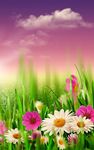 Spring Meadow Live Wallpaper image 4