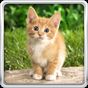 Cat Kittens Live Wallpaper apk icon