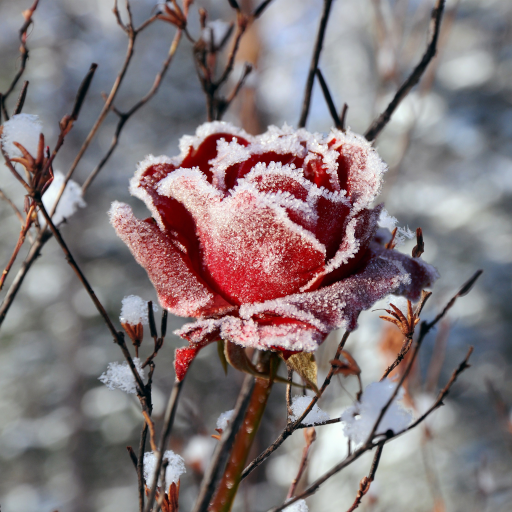 Winter Flowers Snowdrops  Free photo on Pixabay  Pixabay