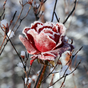 Winter Flowers Live Wallpaper Icon