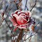 Winter Flowers Live Wallpaper icon