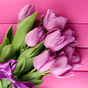 Hoa tulip màu hồng Hình Động APK