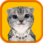 Cat Simulator HD APK