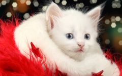 Christmas Cat Live Wallpaper screenshot apk 7