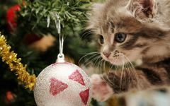 Christmas Cat Live Wallpaper screenshot apk 6