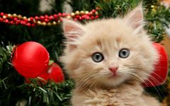 Christmas Cat Live Wallpaper screenshot apk 4