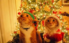 Christmas Cat Live Wallpaper screenshot apk 8