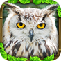 Ikon Owl Simulator