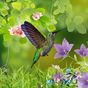 Icona Hummingbirds wallpaper