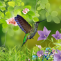 Biểu tượng Hummingbirds wallpaper