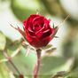 Trandafiri Imagini de Fundal APK