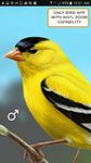 iBird Yard Plus Guide to Birds ekran görüntüsü APK 22