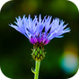 Blur Image - DSLR focus effect 