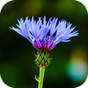 Blur Image - DSLR focus effect의 apk 아이콘