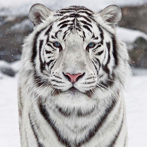 Hình nền  động vật thiên nhiên con hổ Động vật hoang dã mèo lớn vườn  bách thú Hổ trắng Động vật Động vật có vú 1920x1200 px Động vật có  xương